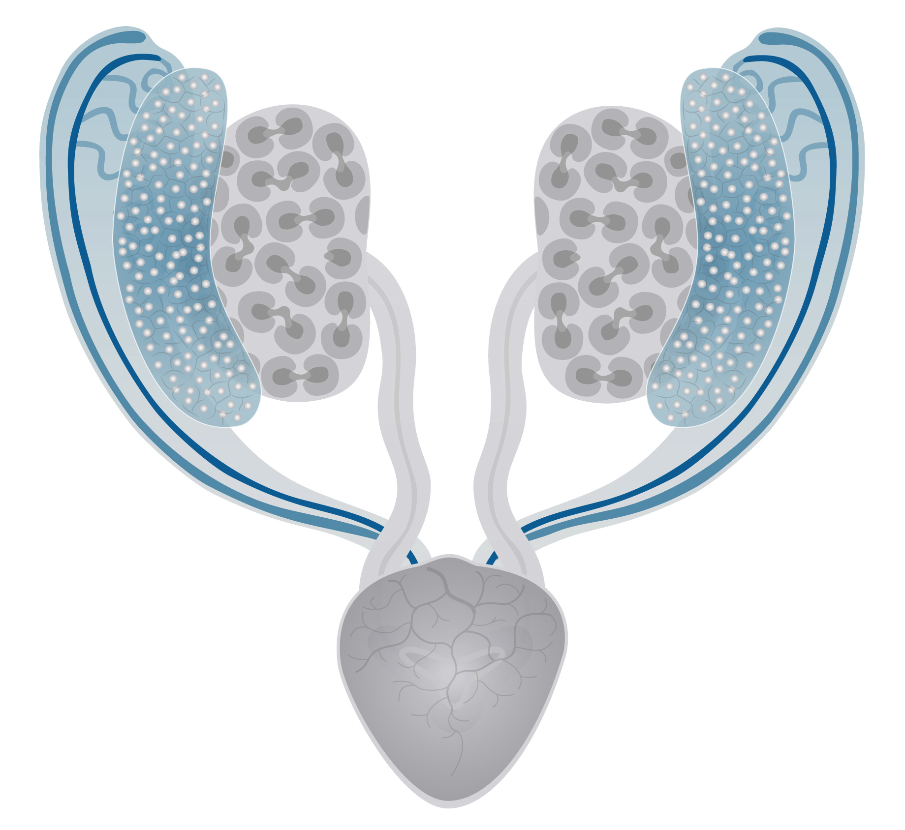 Schematics for the Female Reproductive System in Mouse