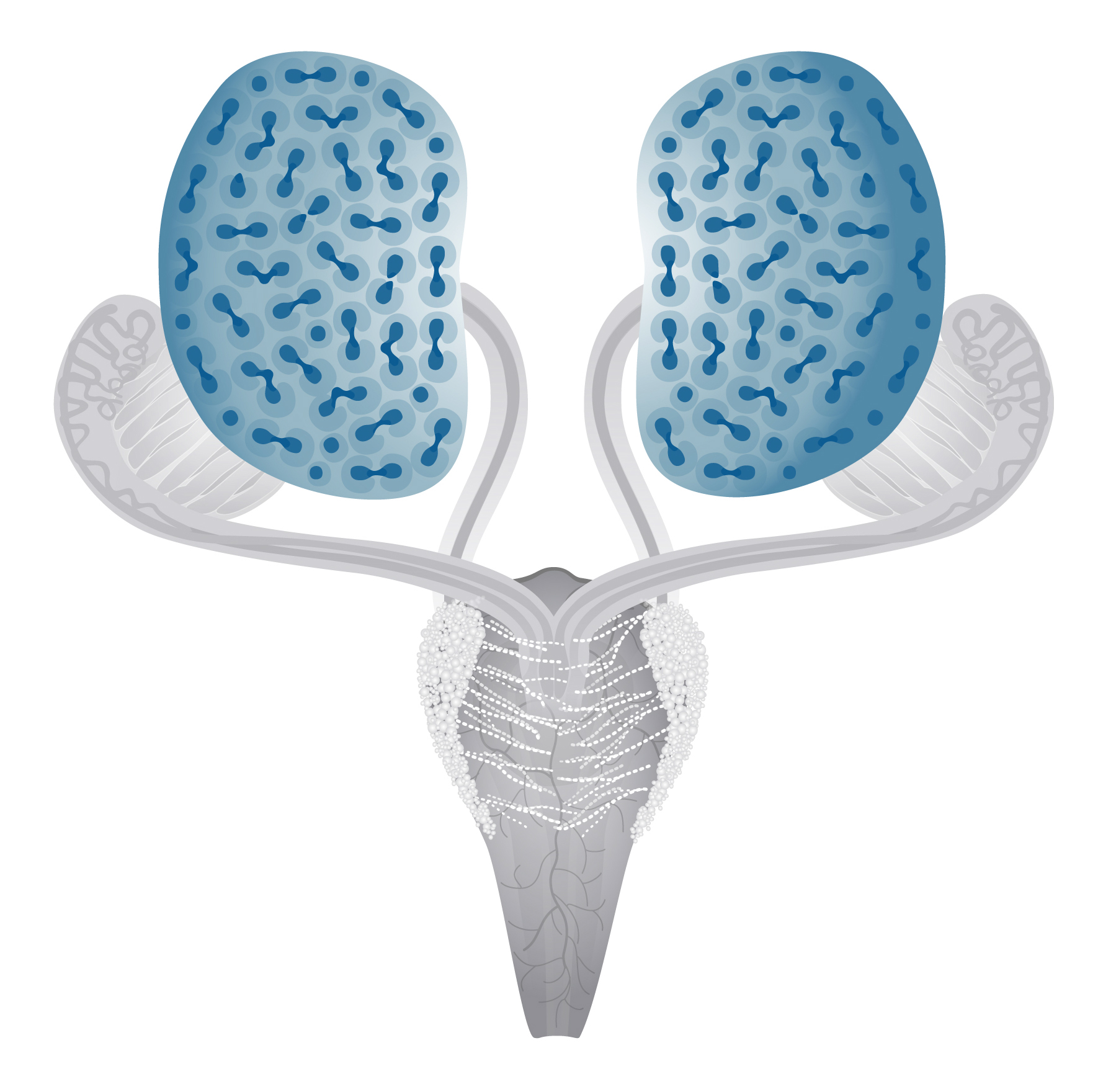 Schematics for the Metanephros in Mouse