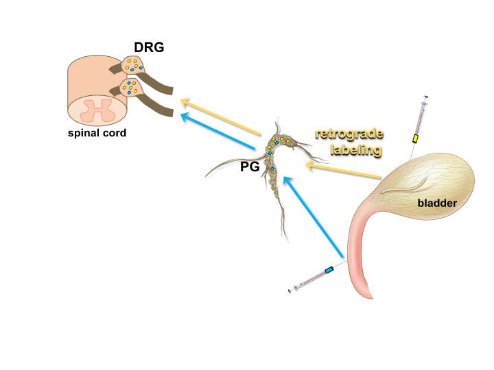 Figure 4: Using retrograde tracers to identify neurons that innervate specific structures in the LUT.