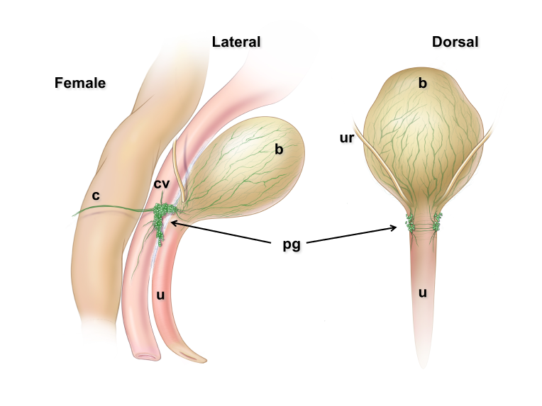 Location and features of pelvic ganglia in adult mice.