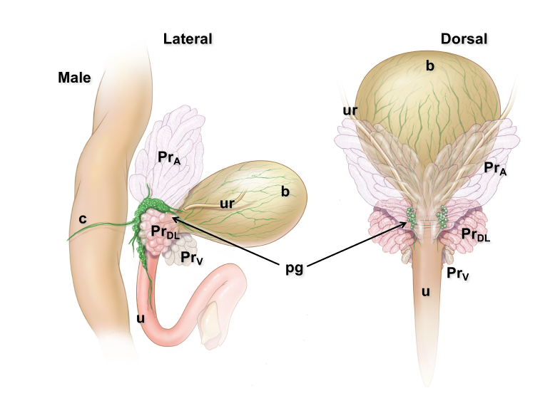 Location and features of pelvic ganglia in adult mice.