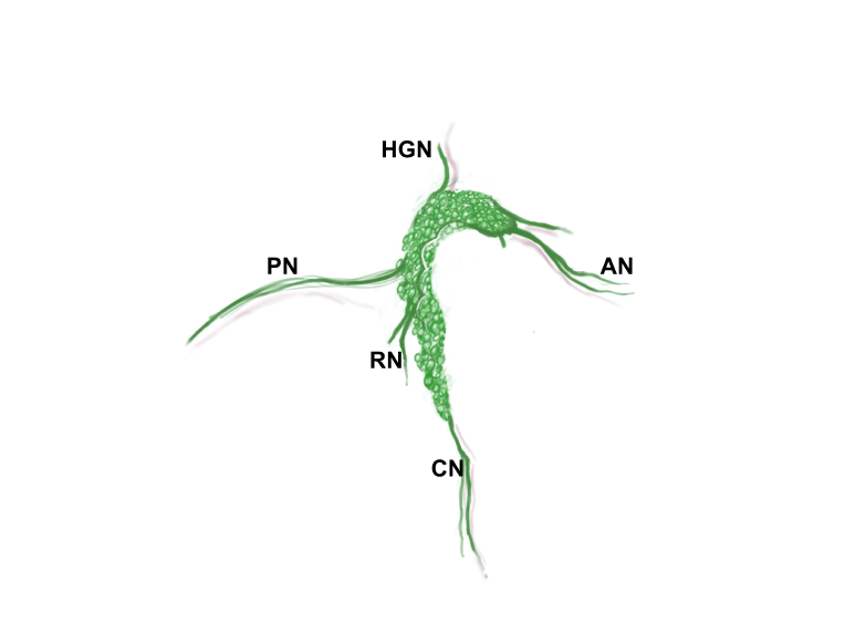 Location and features of pelvic ganglia in adult mice.